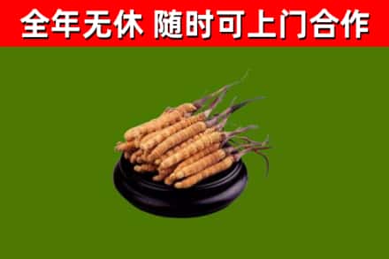 沙田镇烟酒回收冬虫夏草.jpg