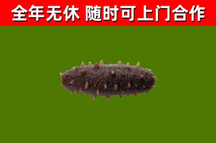 沙田镇烟酒回收干海参.jpg